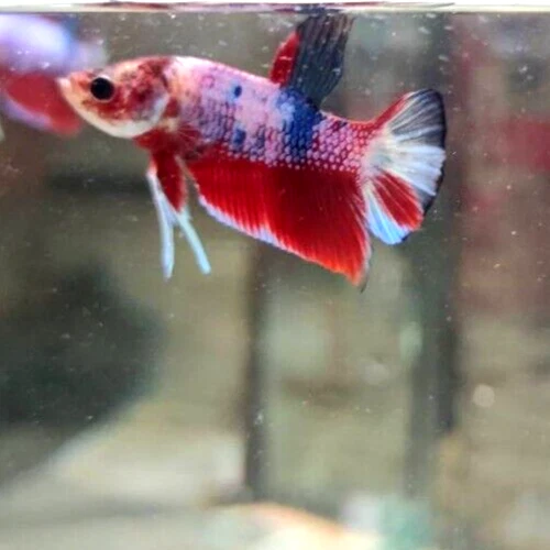 Live Betta Fish Fancy Red Male From Thailand Ages 2 Months