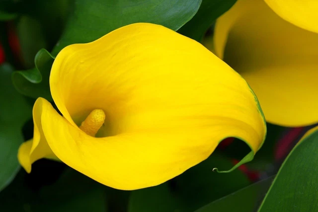 CALLA GELB ZANTEDESCHIA 5 Samen Wunderschöne Kübelpflanze EUR 3,90