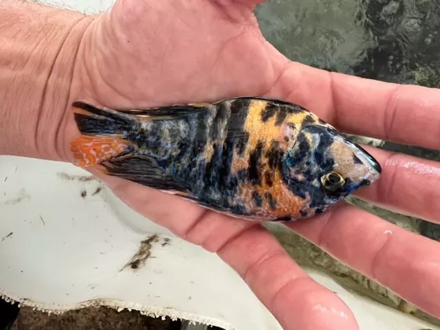4 pack OB Peacock - Aulonocara sp. - Live Fish (3-4 inches) - African Cichlid 3