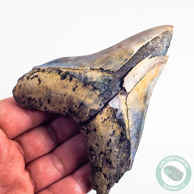 4.36" Megalodon Shark Tooth Fossil Teeth Miocene Indonesian Java