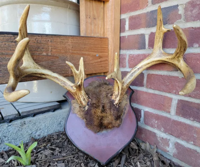 Beautiful Vintage Non-Typical Deer Rack Antlers Wall Hanging Man Cave Decor 14pt