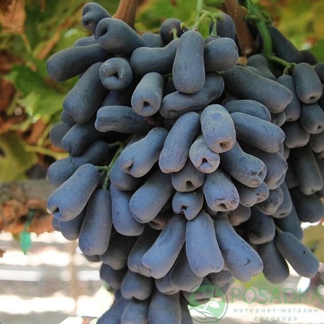 veredelte kernlose  Weinrebe "Avatar" 2