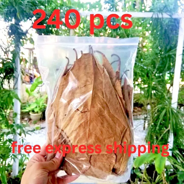 240pc almond leaves catappa indian ketapang leaf shrimp betta fish aquarium care