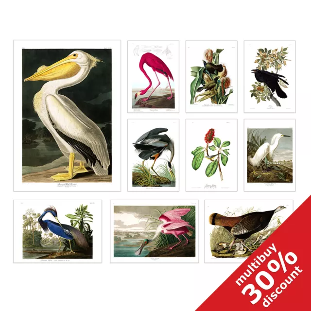 Vintage Birds of America John James Audubon ornithology wall art poster print