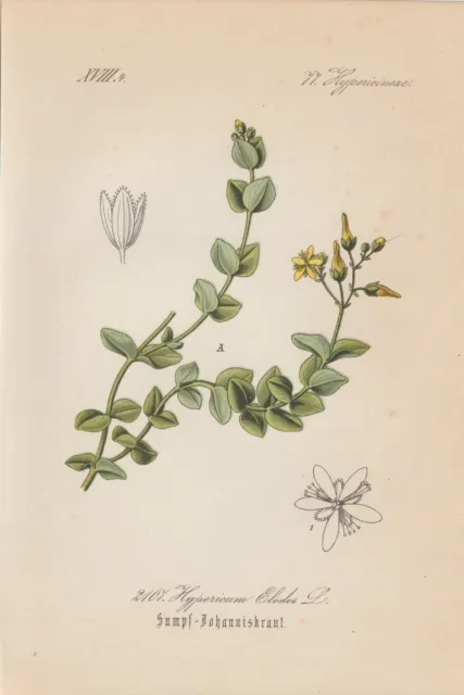 Sumpf-Johanniskraut (Hypericum elodes) Chromo-Lithographie von 1885