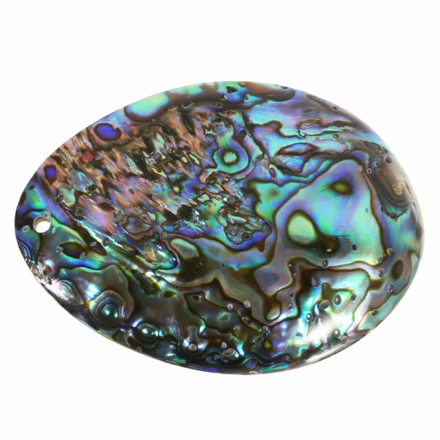 Abalone Shell Polished  Paua Rainbow Sea Green Blue Beach House Decor 3