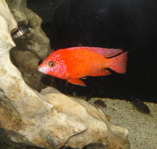 LIVE FISH 1 Male Aulonocara sp. Fire Fish African Cichlid Peacock