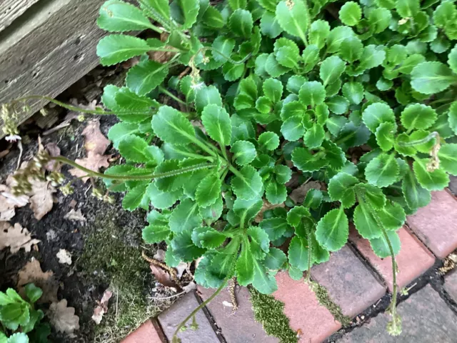 ,Saxifraga Urbium,Porzellanblümchen,Bodendecker,10 stück