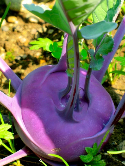 Cavolo riccio 'Halbhoher Grüner Krauser' (Brassica oleracea) biologico semi
