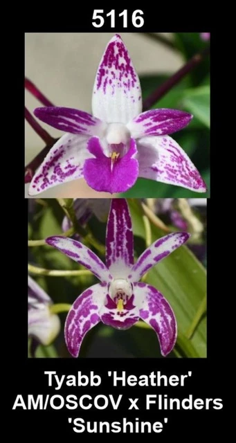 OON DENDROBIUM ORCHID SJS5116 Tyabb 'Heather' AMx Flinders