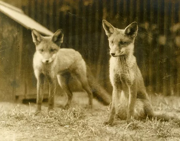 London Zoo 2 Foxes England Vintage Photo 1920' Londres 2 renards