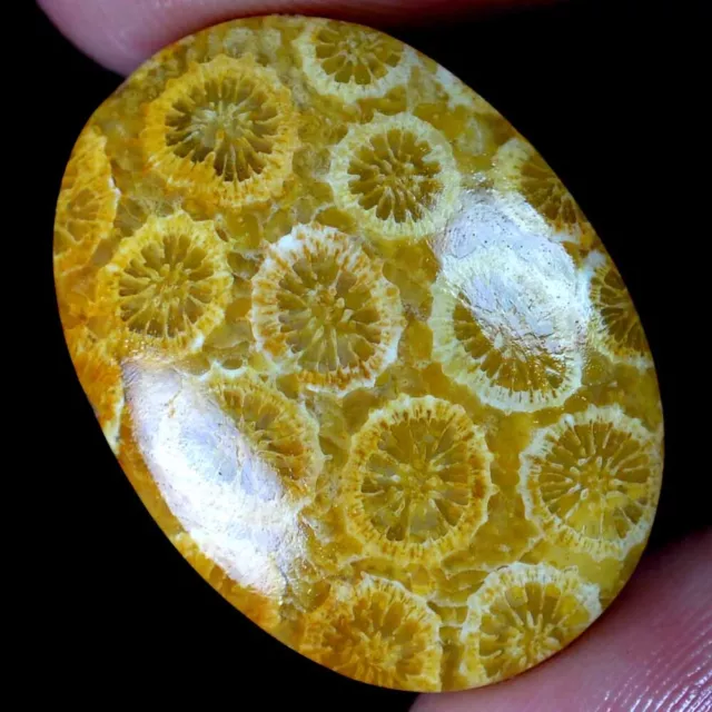 30.20 Cts 100% Natural Flower Designer Fossil Coral Cabochon Loose Gemstone FC71