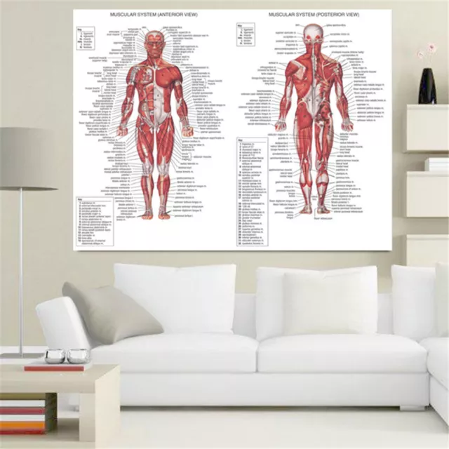 Muscle System Poster acupoint Anatomy Chart Human Body Educational Hom Hangingsl