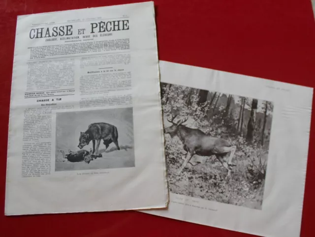 Chasse & Pêche - Zoologie, Acclimatation, Éleveurs - N°4 de 1905 et sa Gravure
