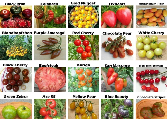 TOMATENSAMEN SET 20 verschiedene Tomatensorten, seltene Tomaten EUR 7