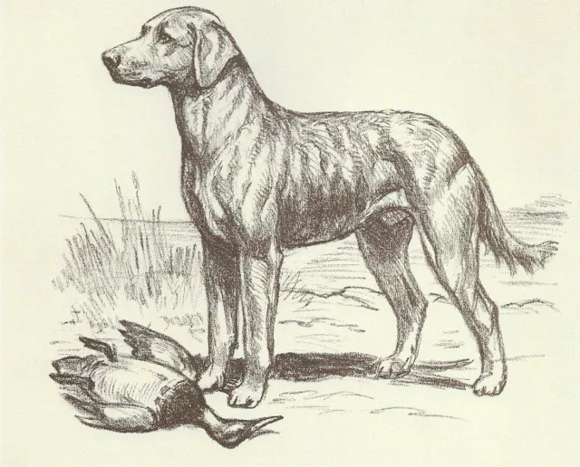 Chesapeake Bay Retriever - CUSTOM MATTED - 1954 Vintage Dog Art Print - Megargee