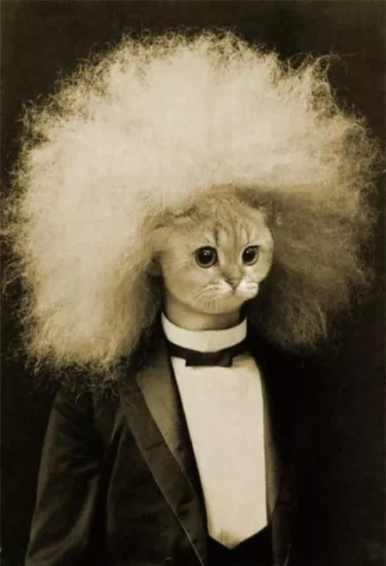 Antique Einstein Kitty Photo 1352b Oddleys Strange & Bizarre