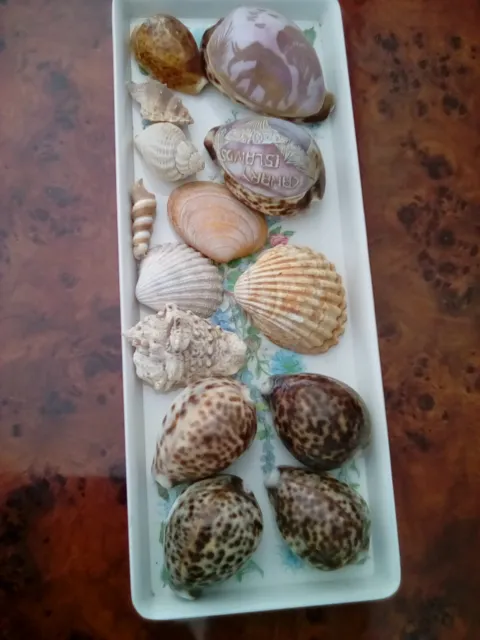 A Collection Of 14 Seashells Including Tiger Cowrie Shells
