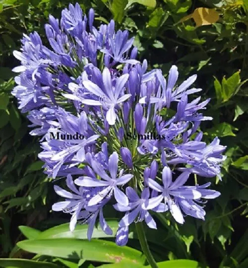 Agapanto Flower Blue Lily African Agapanthus 20 Seeds - Seeds Garden