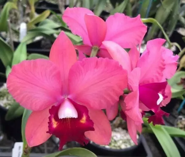 RON Cattleya Orchid Rlc. Tokyo Angel 'Ivy' MERICLONE 50mm Pot (Our Own Mericlone
