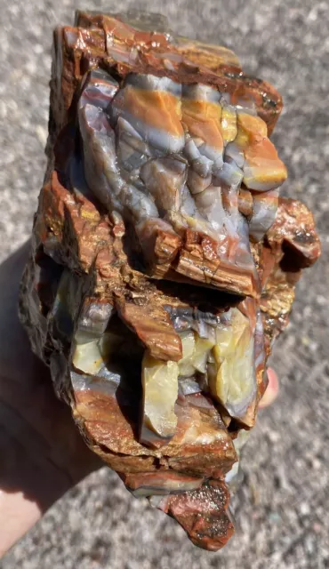 Arizona Rainbow Petrified Wood 7p 5oz