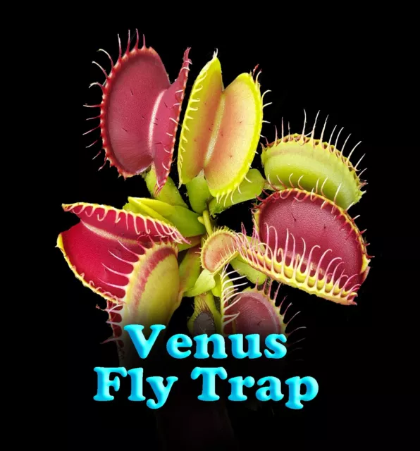 Venus Fly Trap - Dionaea muscipula Carnivorous Plant