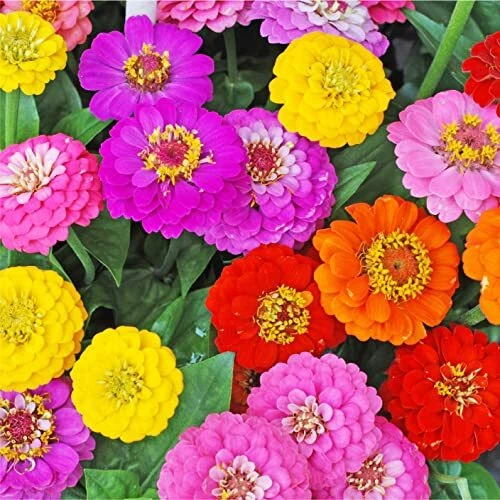 Zinnia Flower Seeds for Planting - Over 2,200 Premium Seeds - Attracts Pollinato