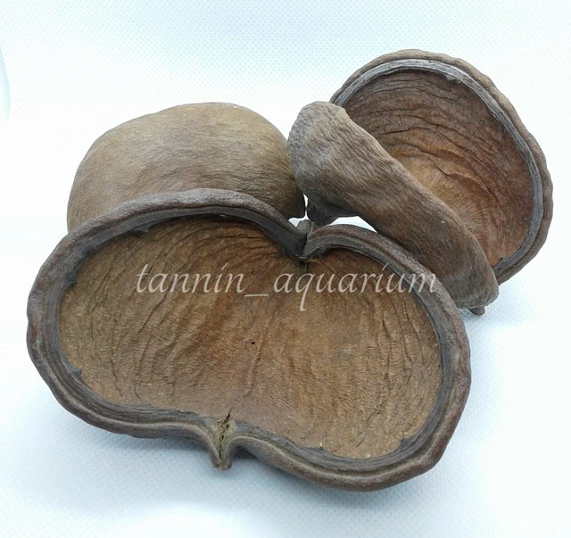 5 piezas vaina de esterculia decoración floral natural artesanías botánicos secos popurrí 5
