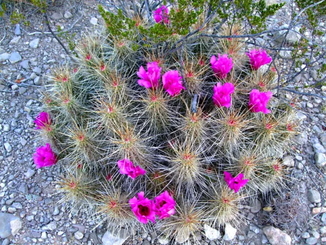 10 Echinocereus stramineus SEEDS cactus semi kakteen selìmillas semi rari