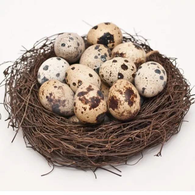 Fresh Quail Eggs - From farm to table - Laid in USA - Hormone-free (24)