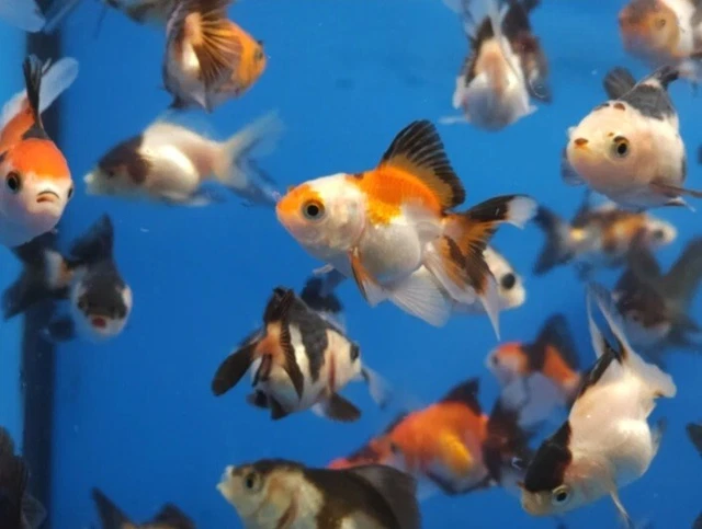 Thai Tricolor, Panda, Apache Oranda Goldfish 2-3" High Quality 🇺🇸 Our Pick