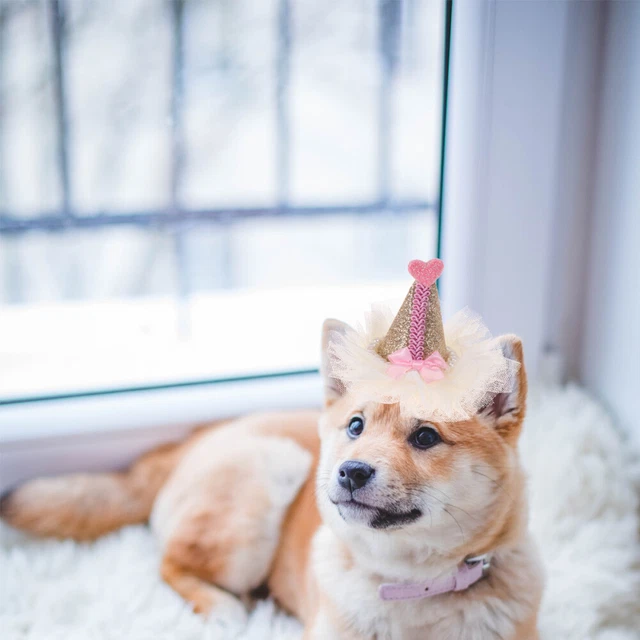 Forniture compleanno animale domestico forcine cane cane costume compleanno gatto costume compleanno