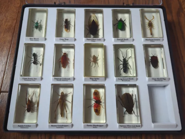 Real-Life Bugs & Insects National Geographic Natural History Museum Collection