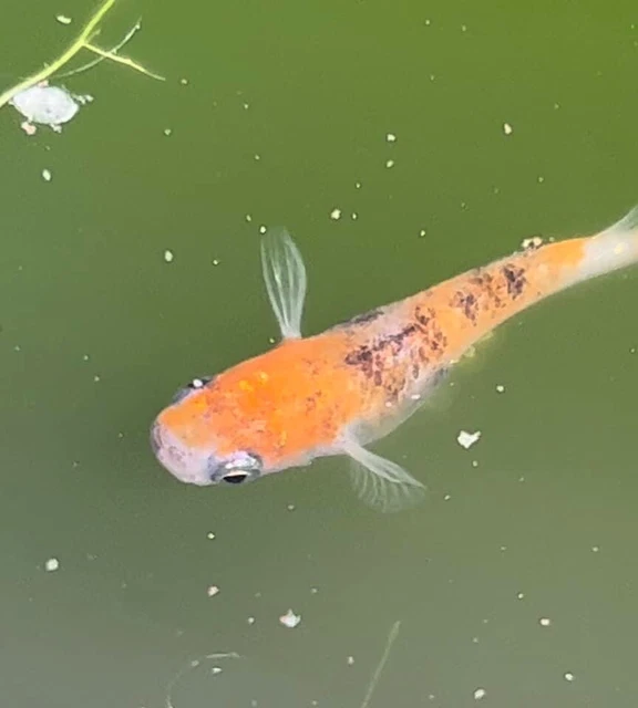 Medaka Rice Fish  20 Tri-Color Fish eggs lame (Diamond scale) Koi pattern fish