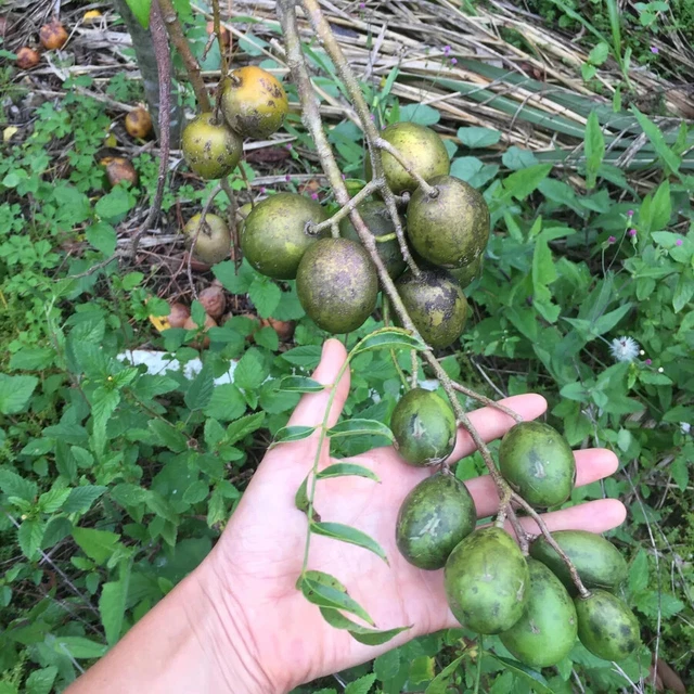 JUNE PLUM Dulcts mombin tropical fruit Plant 3+ SEEDS Free Shipping