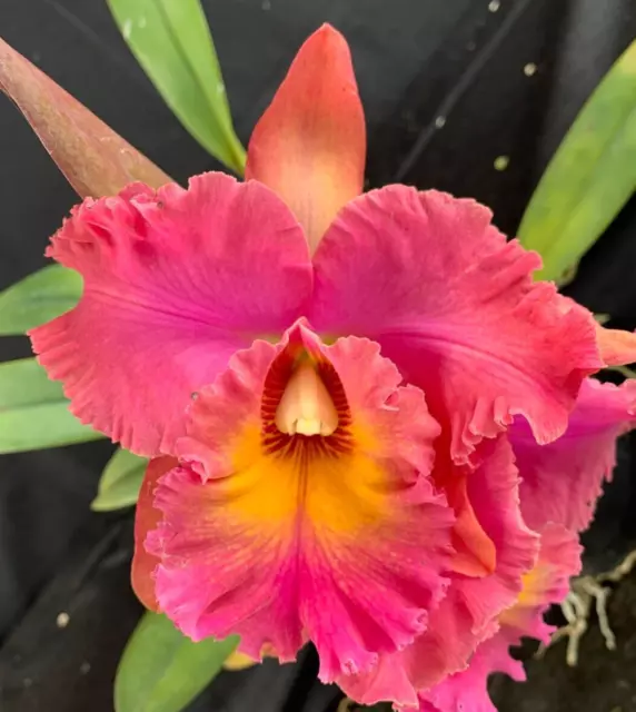 RON Cattleya Orchid Rlc. Sedona's Golden Kaleidoscope x Rlc Brunswick Gem (B940)