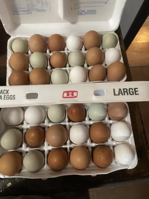 12 ++Organic EE (Easter Egger/Ameraucana/Olive Egger) Hatching Eggs