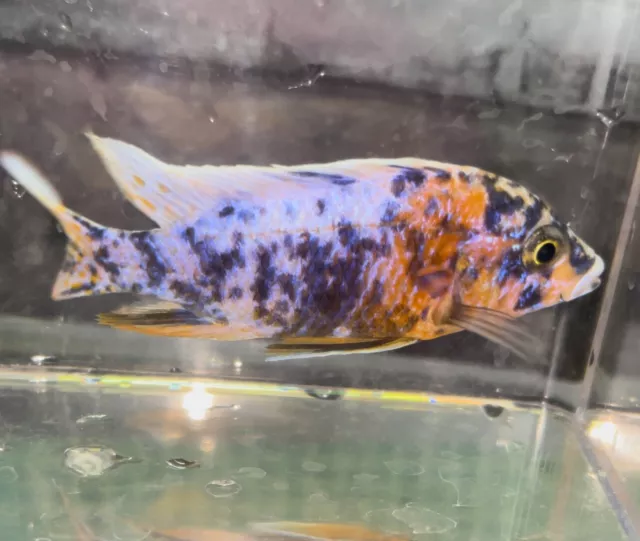 african cichlid live fish OB PEACOCK PINK BLUE YELLOW