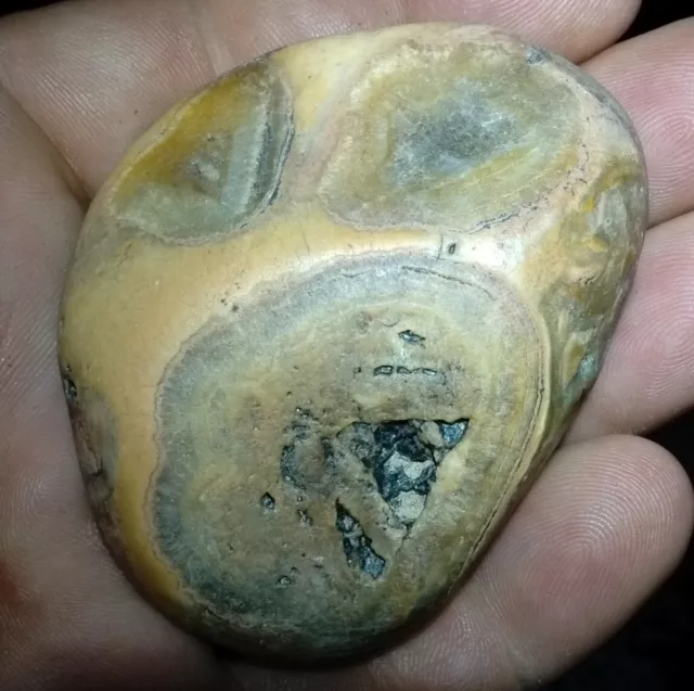 3.73 oz Stromatolite   Fossil Arizona Lapidary Bullhead City