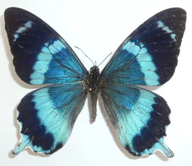 Papilio (Chilasa) Lagleizei Male From Jayapura, Irian Jaya ++Rare++