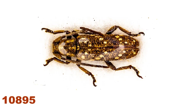 Cerambycidae: Apomecyna sp.  A2, 8 mm, 1 pc