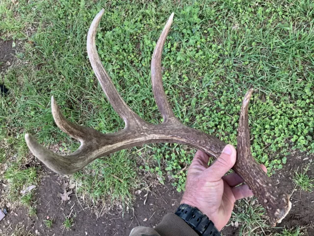 NICE 67 Inch Fresh DARK!!! 5 Point Wild Whitetail Deer Shed Antler