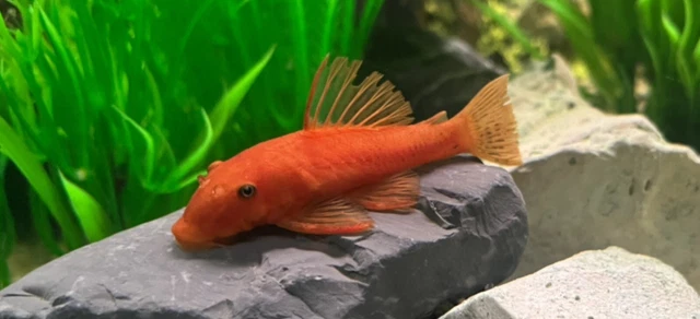 2" - SUPER RED Bristlenose Pleco Plecostomus (3 Pack) - Live Fish