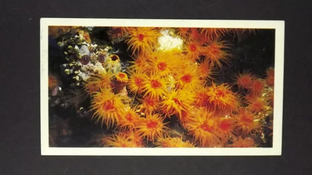 1 x Grandee Cigar card Living Ocean - Coral Polyps ± No 5 ≠ Q34