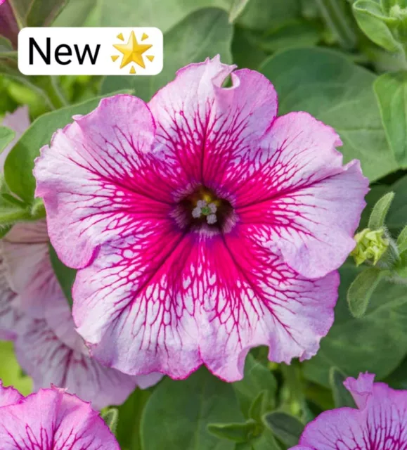 ×6 Petunia Presto Raspberry Burst ® Pink Hanging Basket Plug Plants Tub Flowers