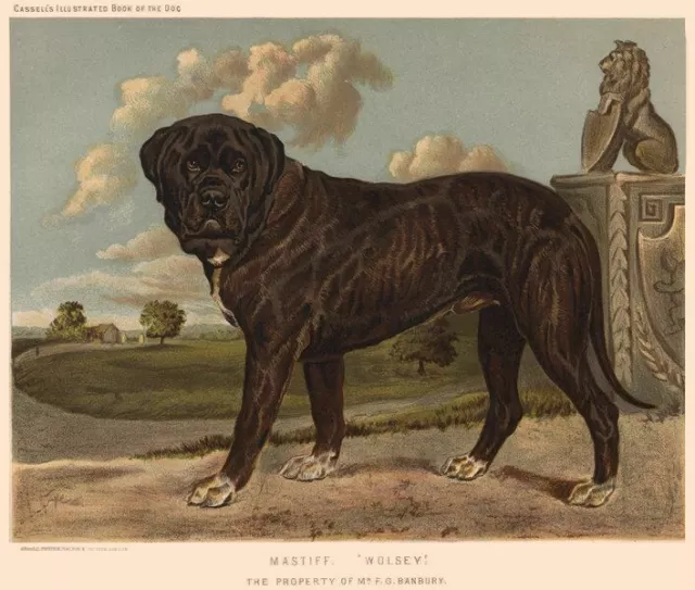 DOGS. Mastiff "Wolsey" 1881 old antique vintage print picture