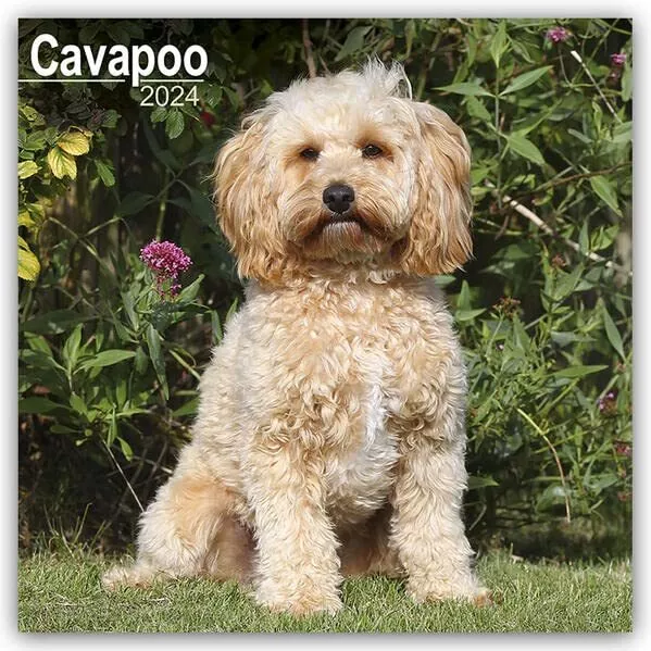 Cavapoo Calendar 2024  Square Dog Breed Wall Calendar - 16 Month: Original Avons