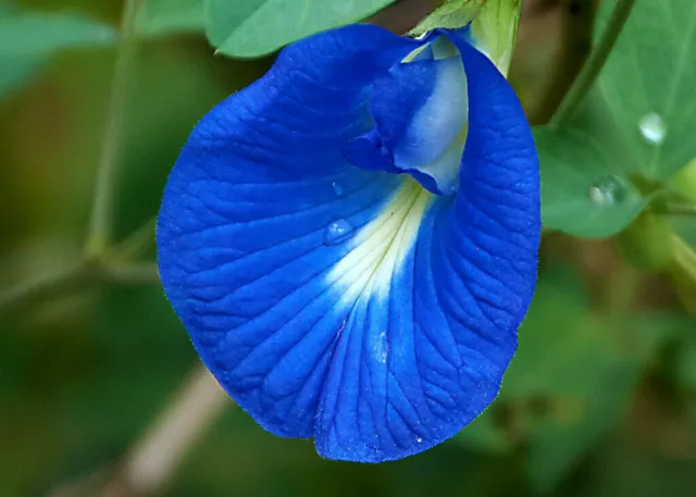 10 graines de Clitoria ternatea blue, F