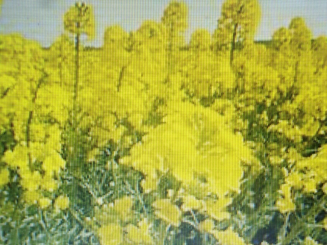 Avoine Et Pois Fourrager En Mélange [engrais Vert] - Semences Du Portage – Semences Du Portage