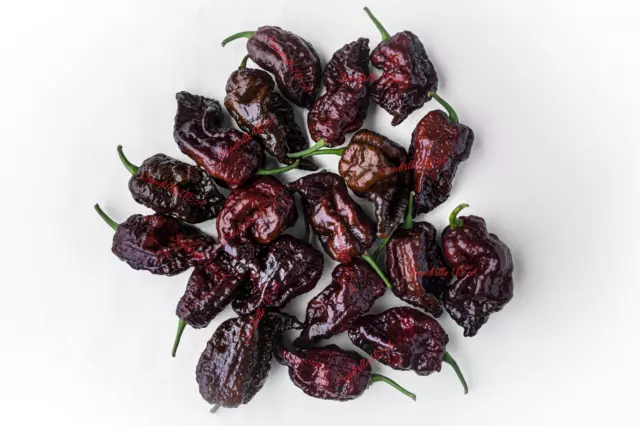 10 Chocolate CAROLINA REAPER PEPPER Worlds Hottest Capsicum Chinense Chili Seeds